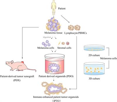 Role of the tumor microenvironment in malignant melanoma organoids during the development and metastasis of tumors